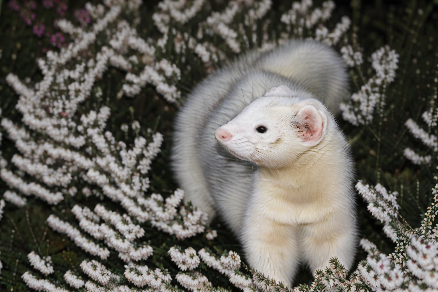 62501454-1315150988-_lora_animals-HXZ_0.7_polar animals, animals, no humans, animal focus, flower, animal, blurry, realistic,ferret.png